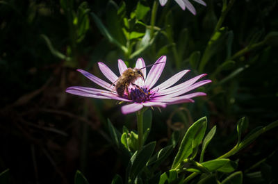 Close-up of butterfly pollinating on purple flower