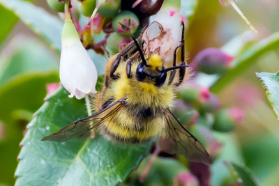 Close-up of bee on flower