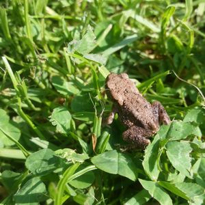 Close-up of lizard on plant