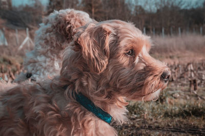 Close-up of two dogs looking away