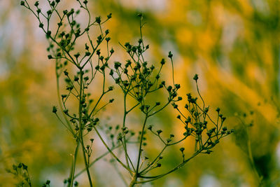 Close-up of yellow flowers