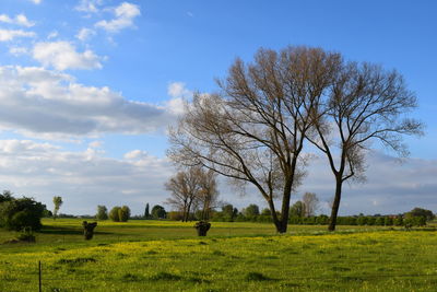 Trees on field against sky