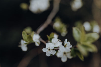 Close-up of white flowering plant