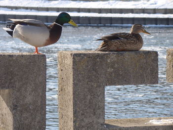 Birds perching on a sea