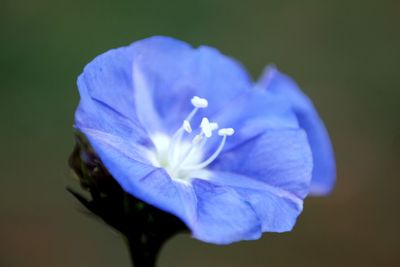 Close-up of purple flower