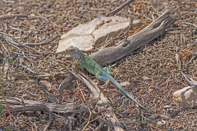 High angle view of lizard on land