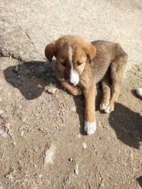 High angle view of a dog on field