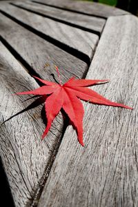 Close-up of red maple leaves on wooden surface