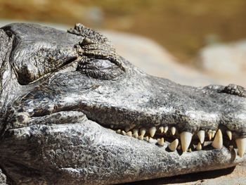 Close-up of crocodile