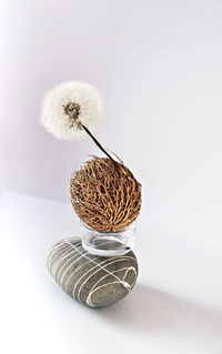 Close-up of white flower on table