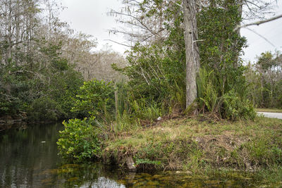 Scenic view of lake in forest