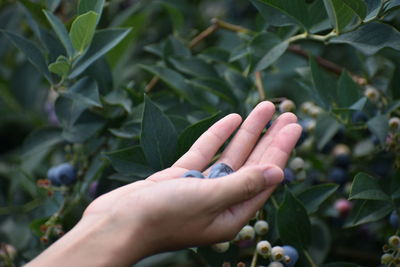 Cropped hand of person holding blueberries at farm