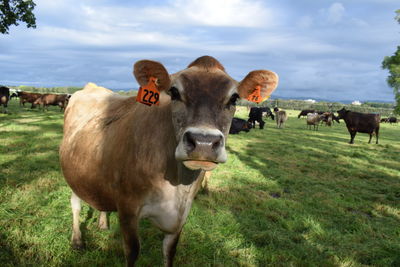 Cows standing on field against sky
