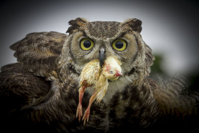 Close-up portrait of owl