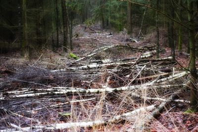 Trees in forest