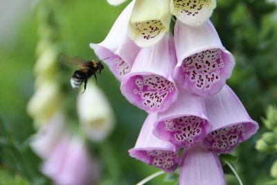 Close-up of bee pollinating on purple flower