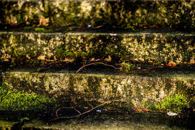 Close-up of plants growing on land