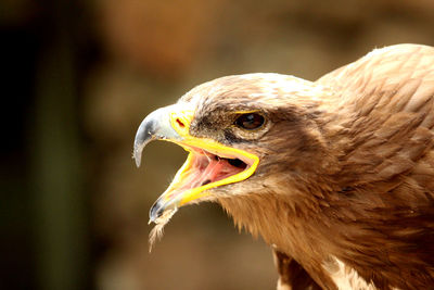 Close-up of  portrait of a majestic golden eagle