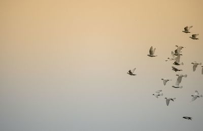 Birds flying in the sky