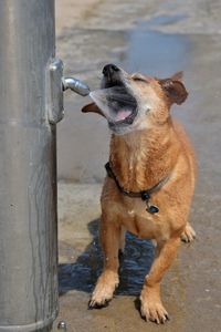 View of dog drinking water