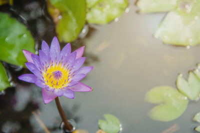 Close-up of lotus water lily in lake