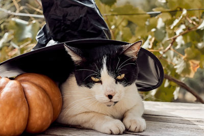 Portrait of cat relaxing outdoors