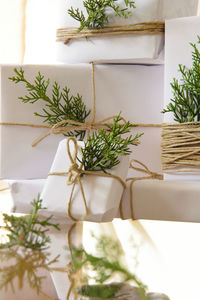 Close-up of potted plant on table at home