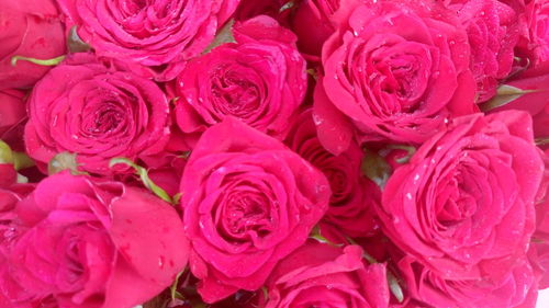 Close-up of pink rose