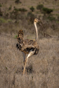 Female common ostrich stands in sunny savannah
