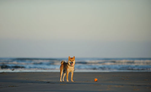 Dog on beach against sky during sunset