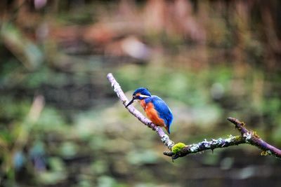 Close-up of bird perching on branch