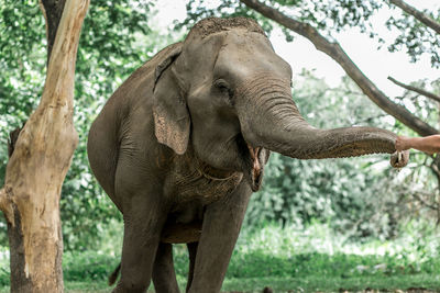 Close-up of elephant in forest