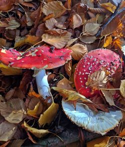 Close-up of fly agaric mushroom