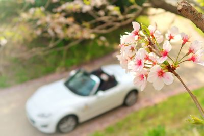 Close-up of pink cherry blossom