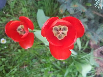 Close-up of red poppy flowers on field