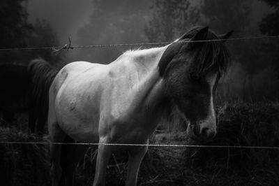 Horse standing in field