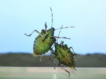 Close-up of insect on plant against sky