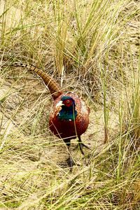 High angle view of a bird on land