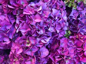 Full frame shot of purple flowers