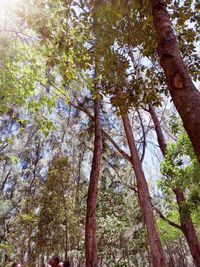 Low angle view of trees in forest against sky