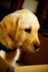 Close-up of dog looking away