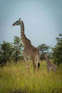 Masai giraffe and baby stand near bushes