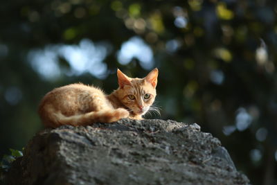 Portrait of a cat