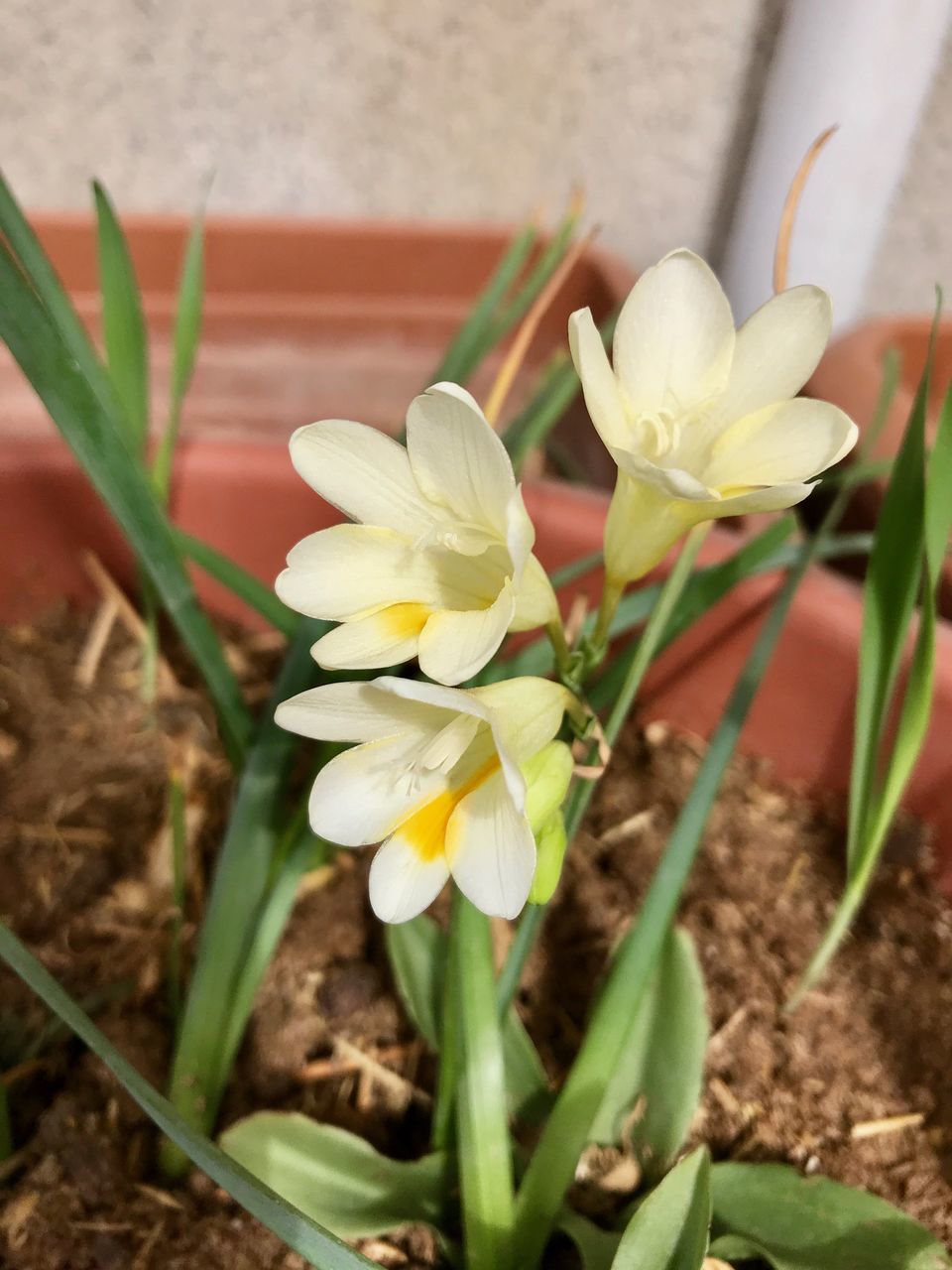 flower, freshness, petal, growth, plant, fragility, beauty in nature, nature, white color, flower head, no people, day, close-up, outdoors, springtime, leaf, yellow, blooming, crocus, snowdrop