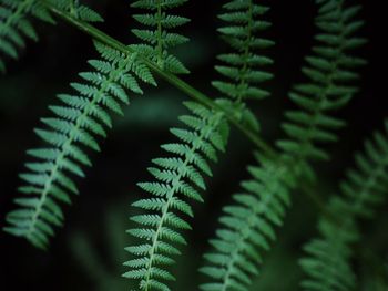 Close-up of fern leaves