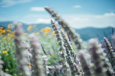 Close-up of plants on field