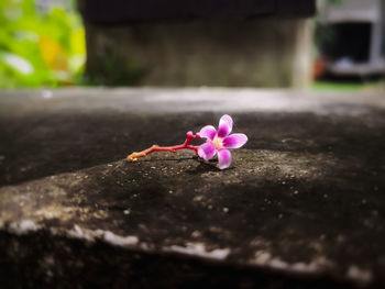 Close-up of pink flowering plant