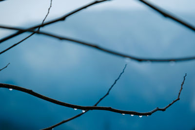 Low angle view of bare tree against sky