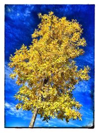 Close-up of yellow tree against sky