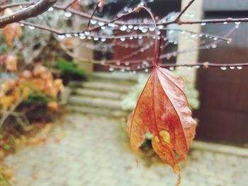Close-up of dry maple leaves on tree